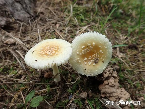 小毒蝇鹅膏amanita melleiceps,神经精神损害型./图片来源:flickr.com