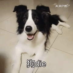 养一只边境牧羊犬是怎么样的体验?