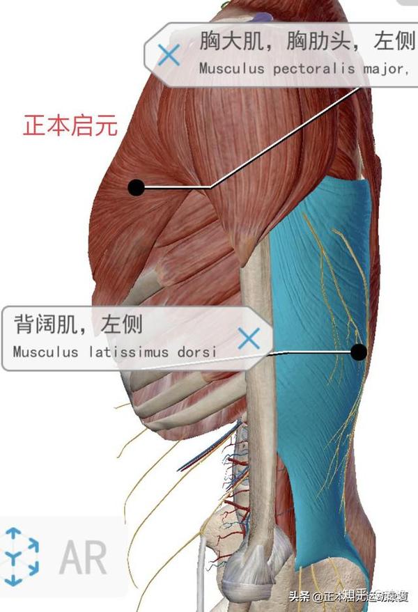 关节的功能要求 核心绷紧后小腹上提能力,也是核心功能矢状面的功能