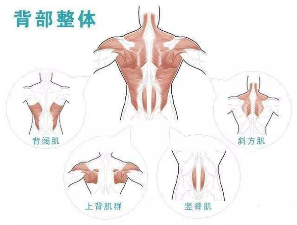 背阔肌 主要功能是使肩部伸展,内收,内旋 在所有拉类动作中,背阔肌