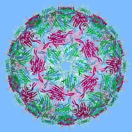 ms2噬菌体大肠杆菌ms2噬菌体是二十面体的单链正义rna病毒,可感染大肠
