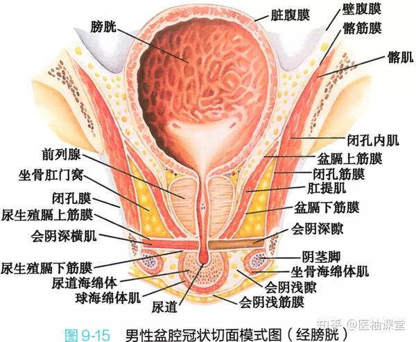 解剖学高清图谱 女性生殖系统