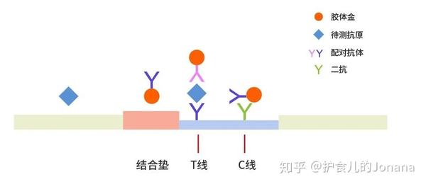 02间接法检测igm/igg