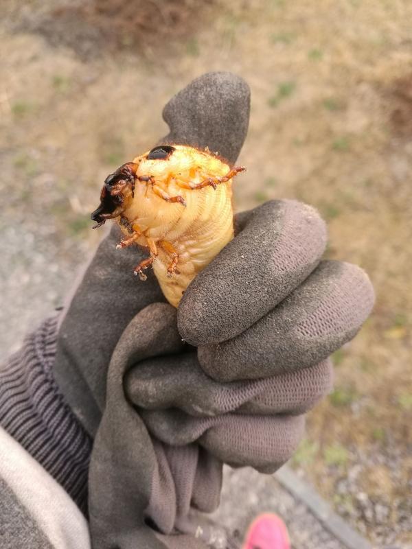 请问什么种类的蛴螬幼虫可以食用?