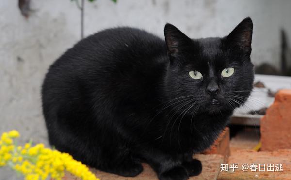 拥有黑色毛发基因突变的猫科动物包括:家猫,豹子,猎豹,美洲虎,狞猫