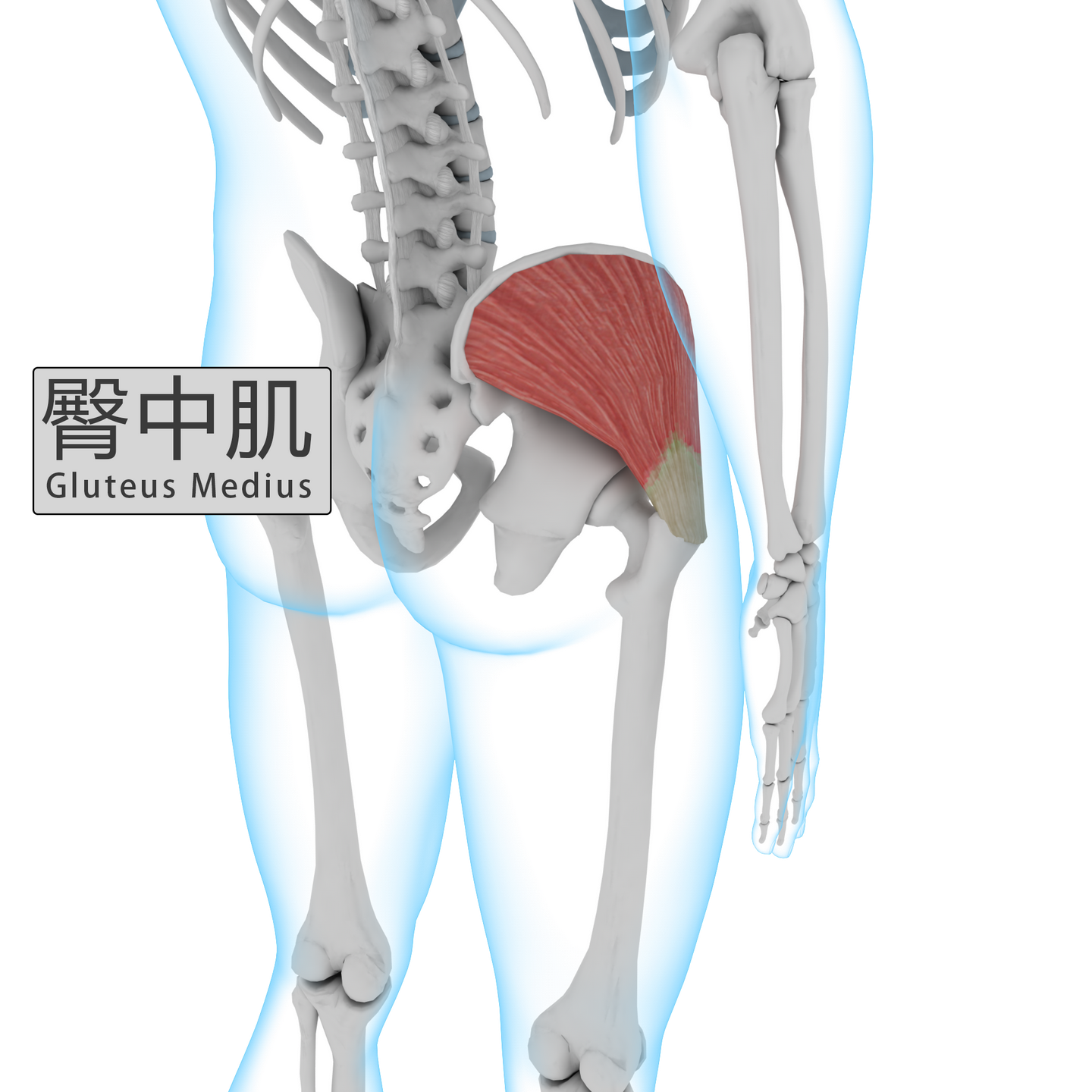 要找到臀中肌很简单,双手放在臀部 两侧髂嵴下方.单