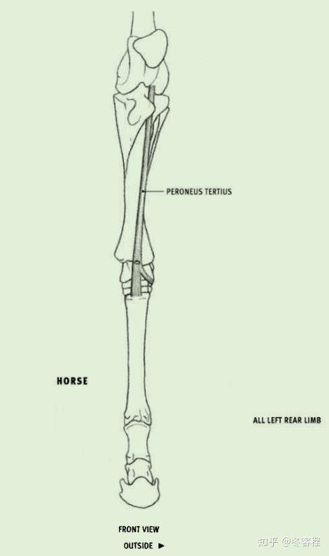 peroneus tertius (fibularis tertius)第三腓骨肌 起点: 股骨底端的