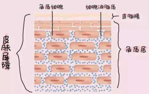 真皮由浅至深可分为乳头层和网织层. 1. 乳头层