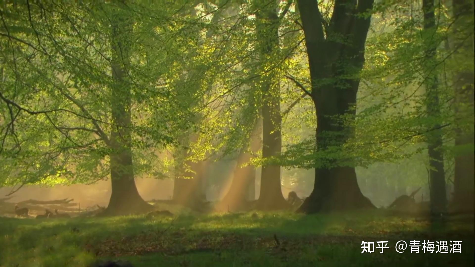一定要看的纪录片:神秘的森林 | 美到哭的奇精灵世界