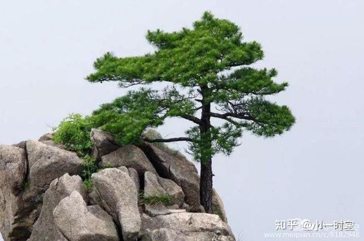 幸不生渊底,杰出苍苍崖.宋·吴芾《咏松》泰山顶上一青松.