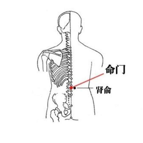 2,命门 3,膀胱俞