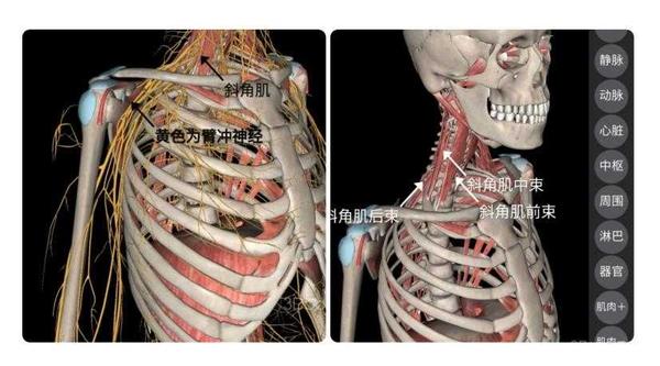 止点:第一肋骨上中,及锁骨下动脉横沟的深处作用,前斜角后面 后斜角肌