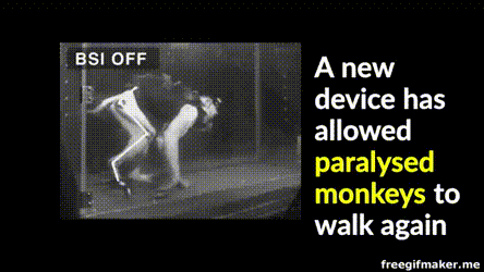 当猴子产生行走的意愿时,大脑中的芯片会立刻检测到这个信号,并发