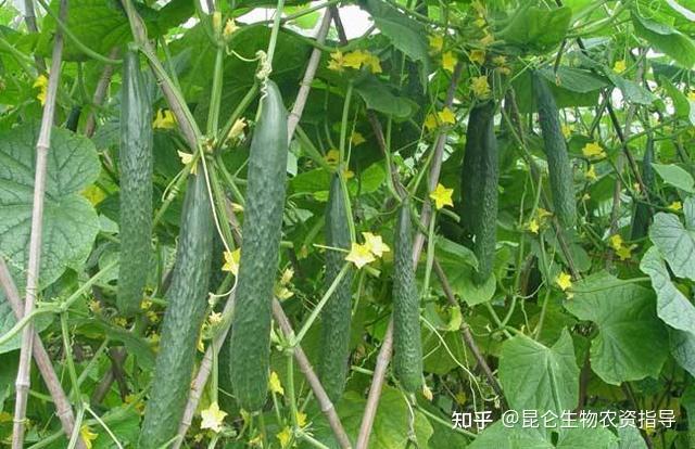 黄瓜种植怎么用药能预防重茬根腐黄瓜烂根用什么药好黄瓜预防重茬烂根