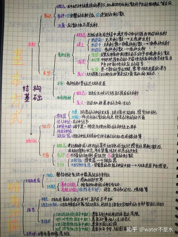 高中生物神经调节详细树状图思维导图类笔记(手写)