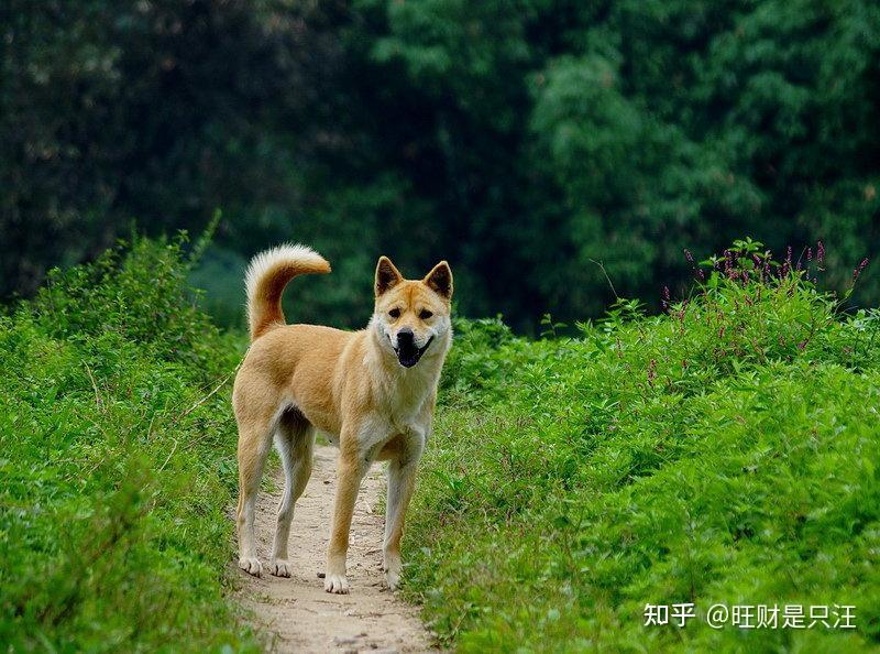 中华田园犬