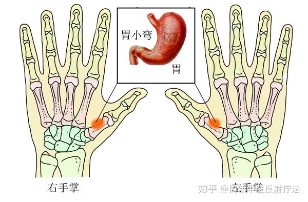 手部胃反射区图 【手部胃反射区操作手法】 用拇指指端施术,由手指向