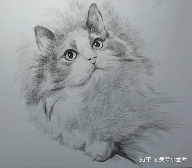 教程可爱猫咪素描教程毛发还可以这样塑造