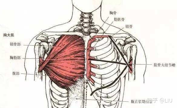 一,胸肌基础解剖结构 解剖基础上的胸肌可以分为两个部分: 胸大肌