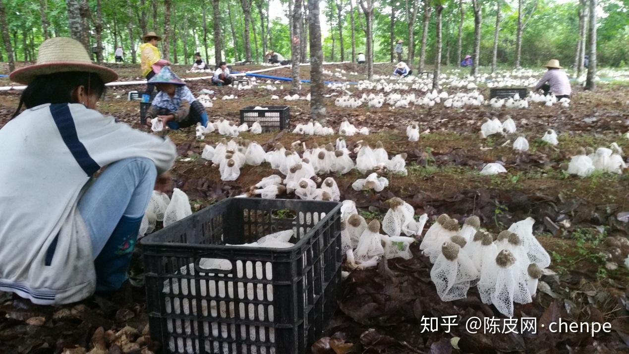 追根溯源,北鸥生物的技术国际领先,与其领军人物张永北有关.