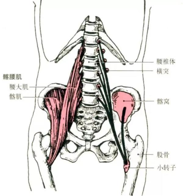 前群有胫骨前肌,趾长伸肌.