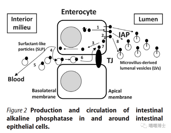 iap由肠上皮细胞的顶端或基底层分泌,主要在刷状缘和肠腔内活动(图片