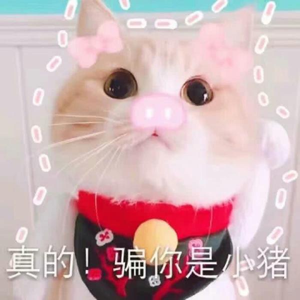 分享给你们 我老婆超可爱的喂 突然发现一个贼魔性的表情包 哎呀呀,再