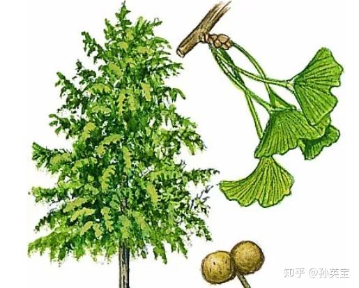 科学绘画裸子植物家族的成员银杏