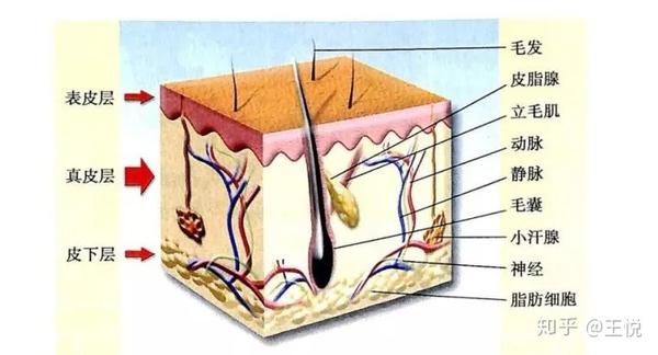 想要不脱发毛囊才是决定发量的关键