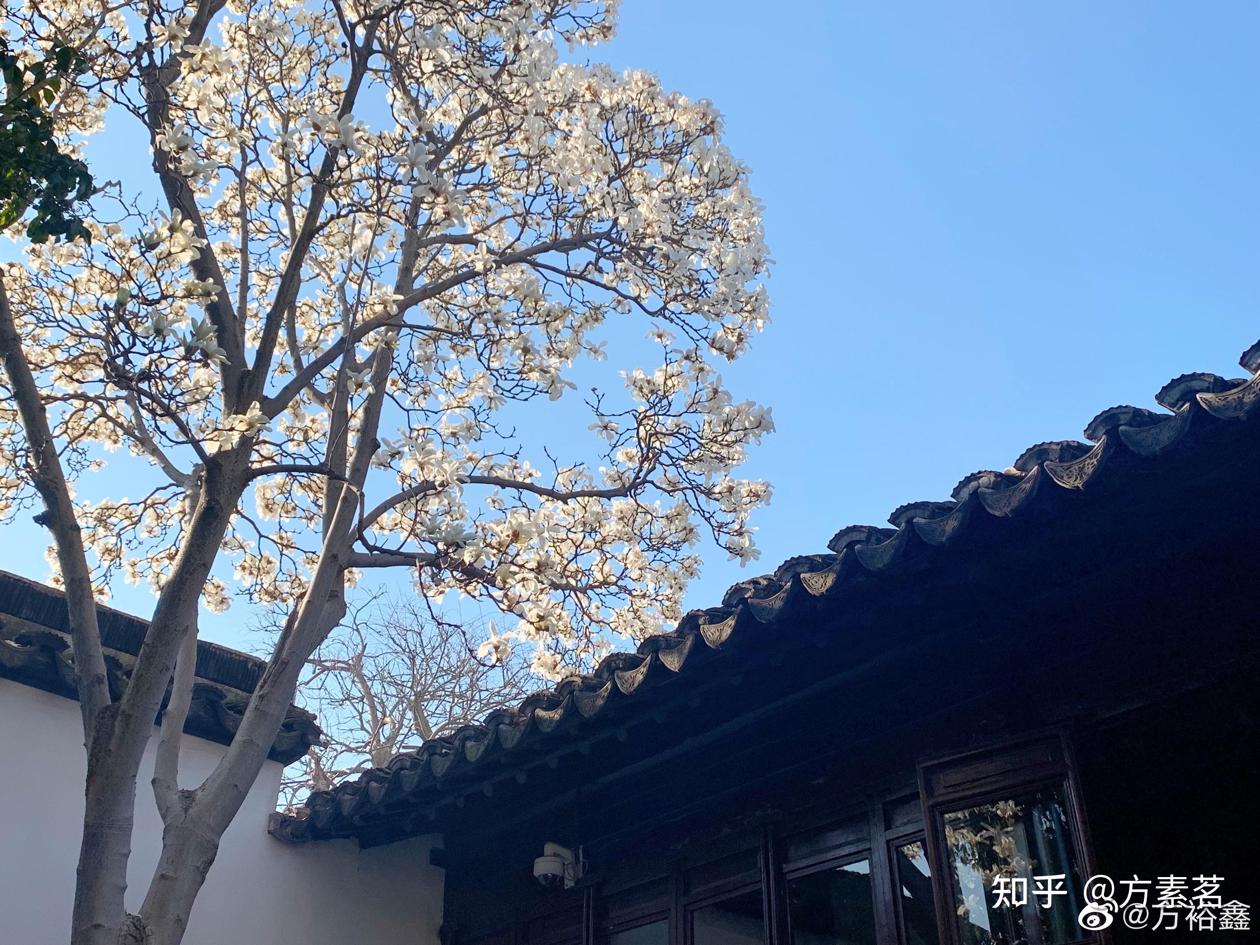 院子里种什么树风水好又旺财