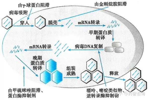 抗病毒药的作用机制主要包括①竞争细胞表面的受体,阻止病毒的吸附