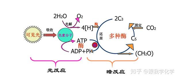 2,光合作用的过程