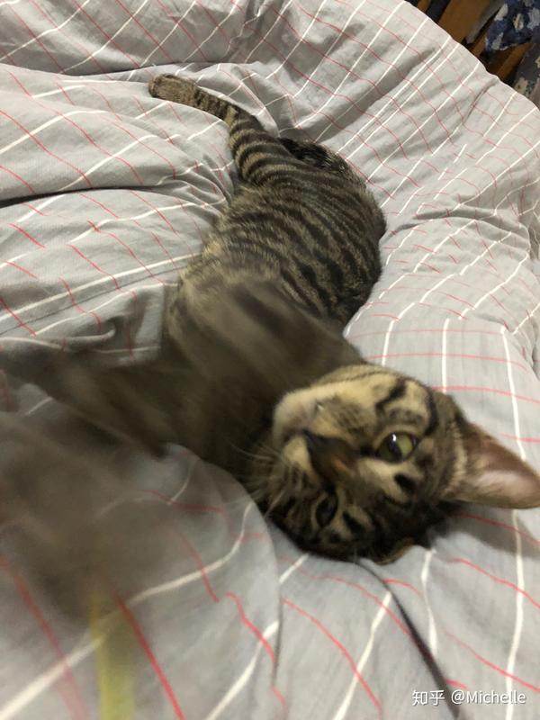 为什么我伸个懒腰,小猫突然炸毛了?