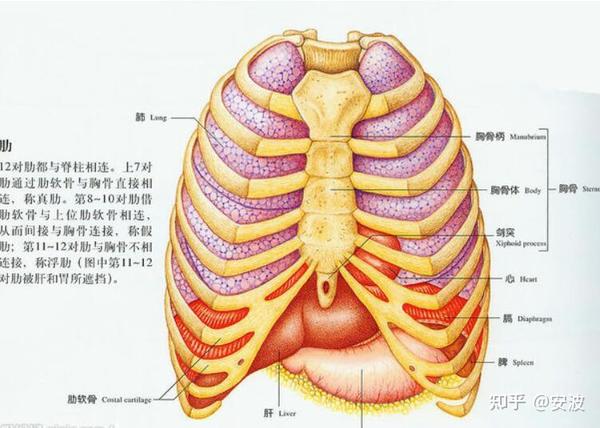 小耳科普二十取肋软骨做小耳畸形耳再造手术家长最关心的那些事