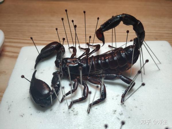 昆虫标本系列--雨林蝎