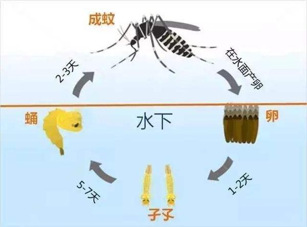 蚊虫生长跟气温有很大关系,当温度在25℃左右,室内常见的花蚊子(伊蚊)