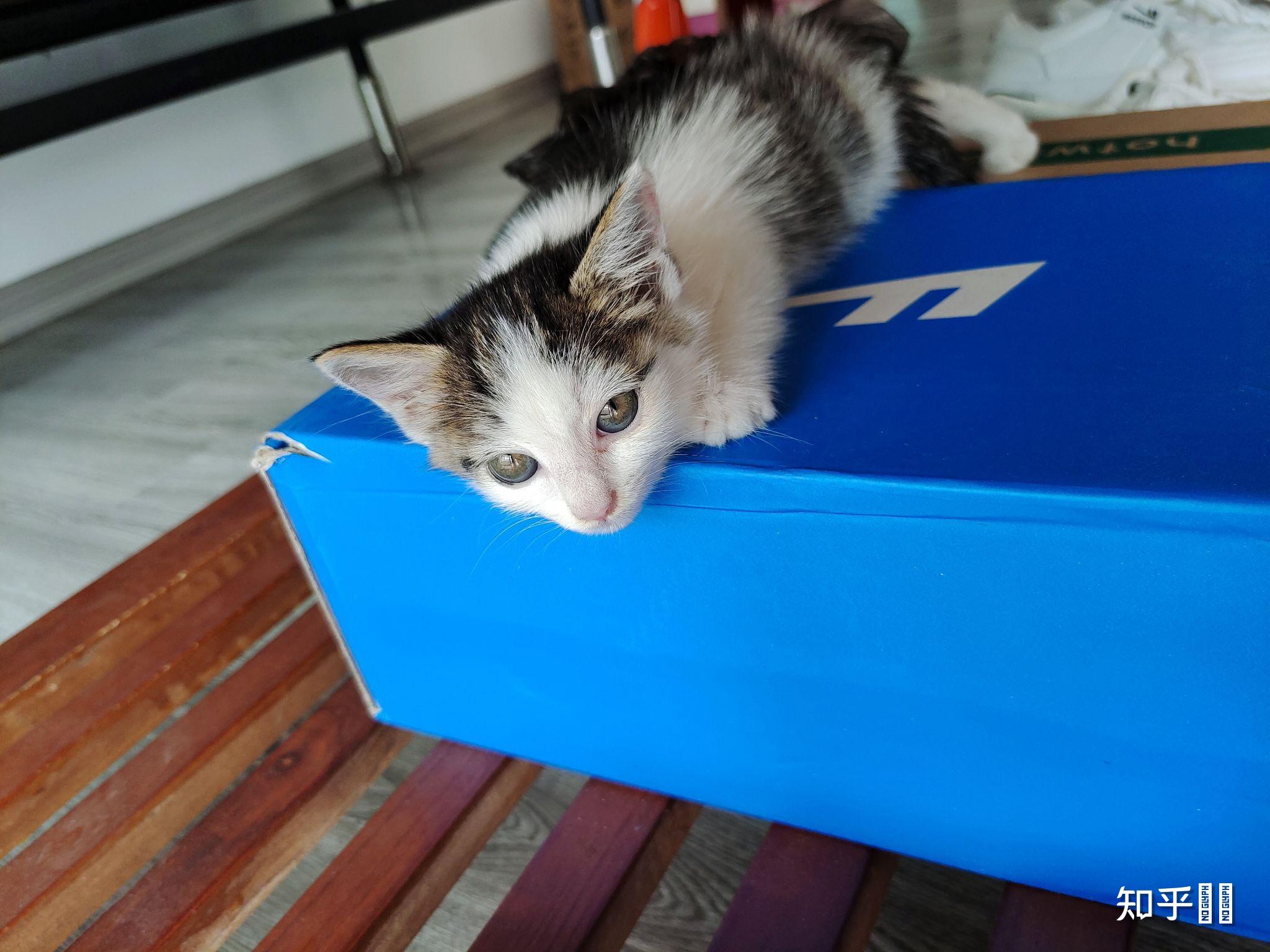 晚上在小区里捡到了流浪的狸花猫幼崽请问养过狸花猫的各位朋友对养