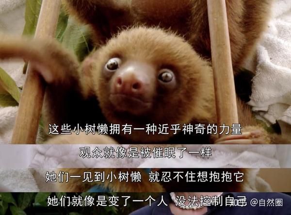 树懒到底有多慢?