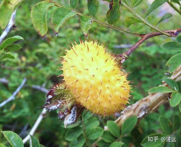 缫丝花( rosa roxburghii)倒是果实有刺,却是那种粗壮的刺,果实也是