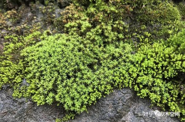 身边的苔藓植物砂藓星星藓