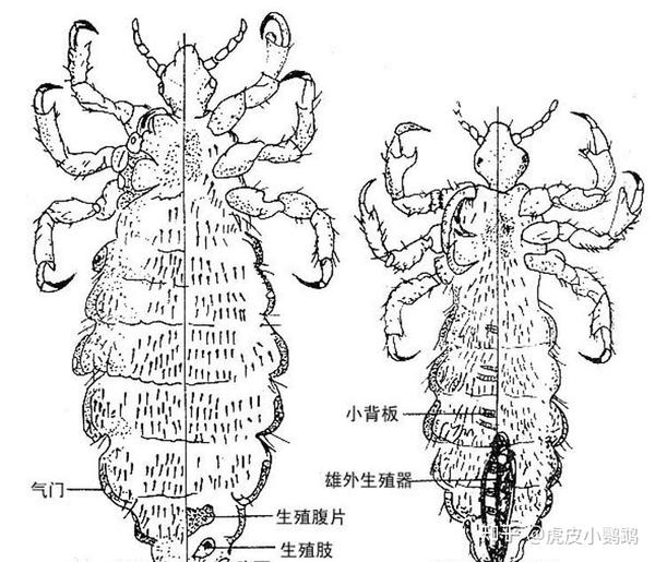 鹦鹉羽虱