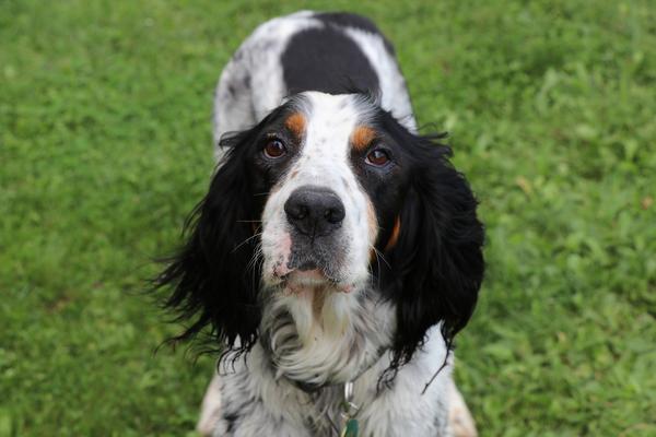 优雅充满活力的英国雪达蹲猎犬englishsetter