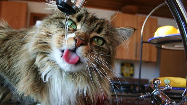 猫不能喝水杯会渴死吗?