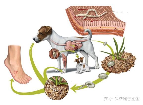 好奇的舔舐就可能让狗子病从口入.而且犬钩虫病还可以造成