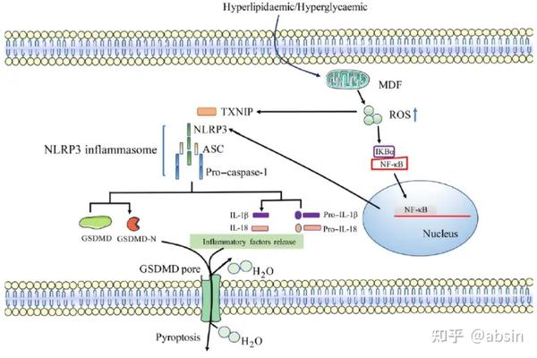 nlrp3通过n端pyd结构域与asc相互作用,然后招募caspase - 1,促进il