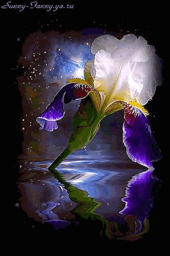 (以下继续全部是 gif 动态图:)花,露珠【静态图】4:水珠折射的树枝花