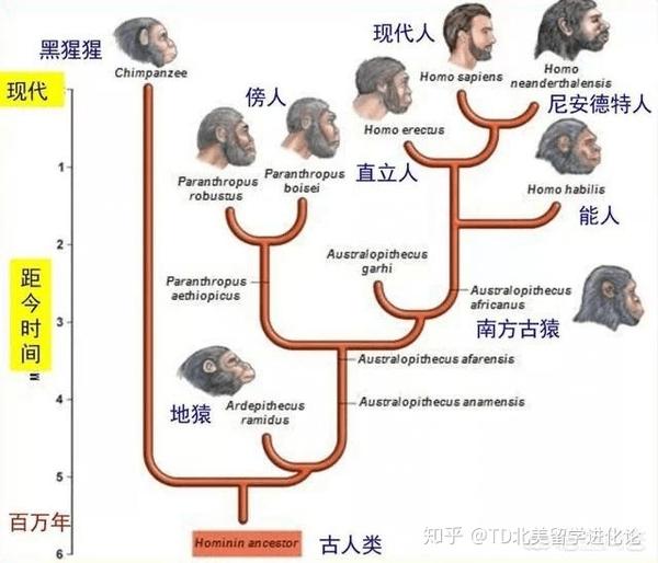 人类进化年代表