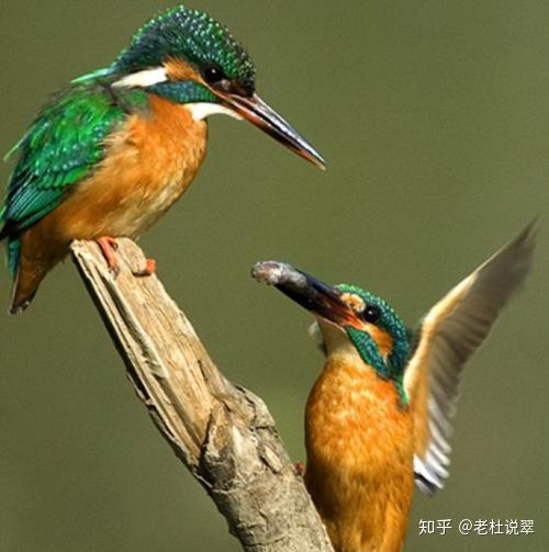 美丽的翠鸟,羽毛鲜艳,翡翠因此得名