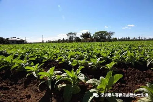 马坝macbarenoriginalchoice原味精选烟草鉴赏