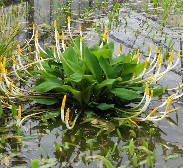 水生植物的新起之秀——金棒花